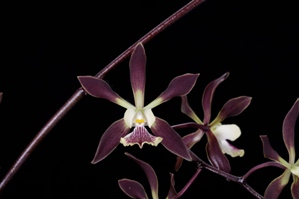 Encyclia Snap To Chocolate Treat AM/AOS 80 pts.